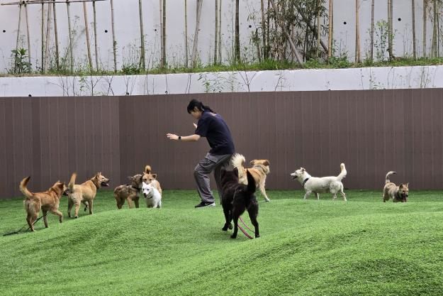 경기도 반려마루 여주 직원이 경북 산불구조견들의 운동 및 사회화 활동을 하고 있다