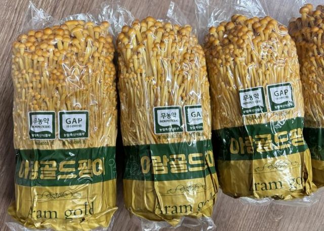 황금색(골드) 팽이 '아람'