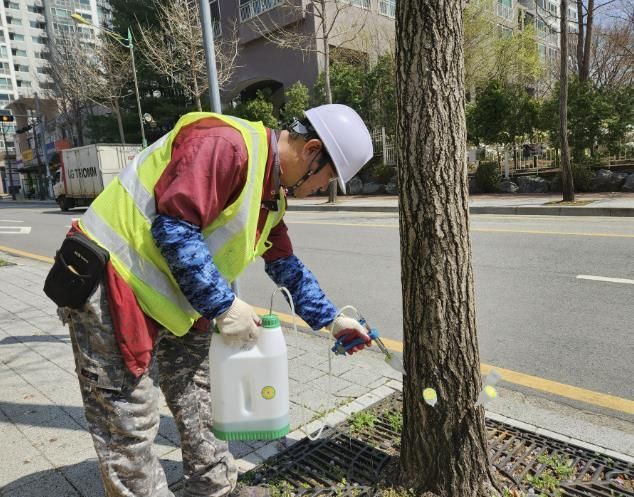 은행나무 수간주사 주입 모습
