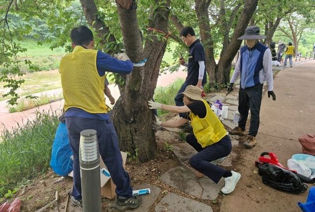 나무 의사가 벚나무를 살펴보고 있다.