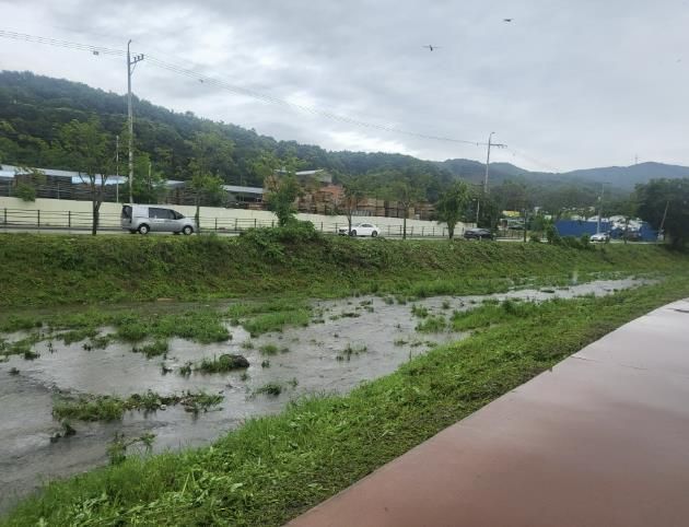 용인특례시는 신갈천과 대대천 일대에서 생태교란식물을 제거했다
