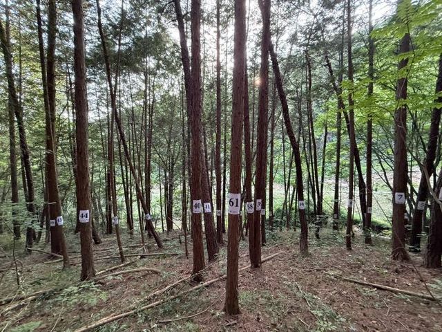 소나무 대상지_라이다 활용 산림 스캔