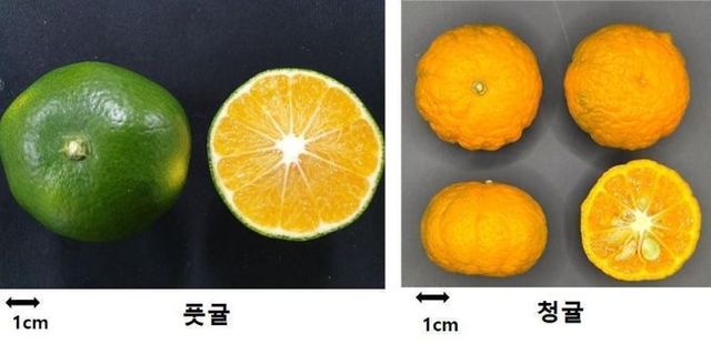온주밀감 미숙과 풋귤(9월 상순)과 재래감귤 청귤(2월 하순)의 모습 비교