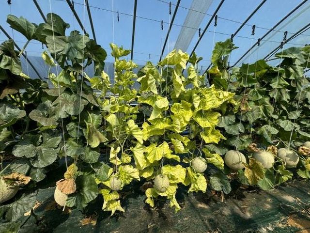 멜론 박과진딧물매개황화바이러스(전경)