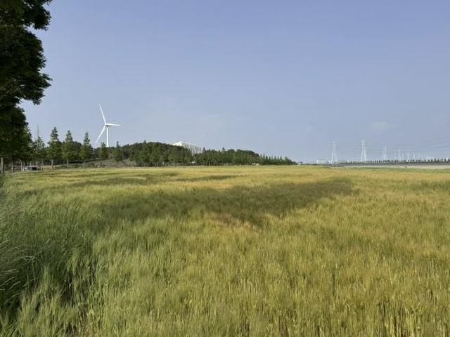 대부바다향기테마파크 유휴지에 조성된 청보리밭 전경