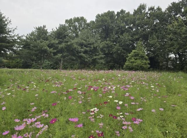 수원 탑동시민농장 코스모스 밭 전경