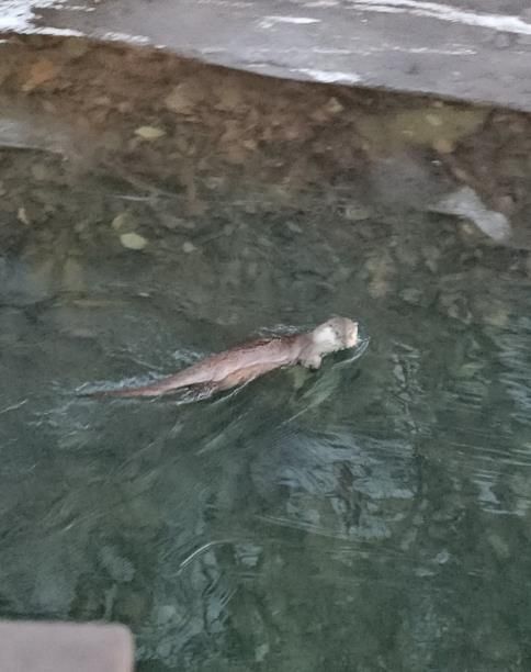 수달_안양 서혜주 제공