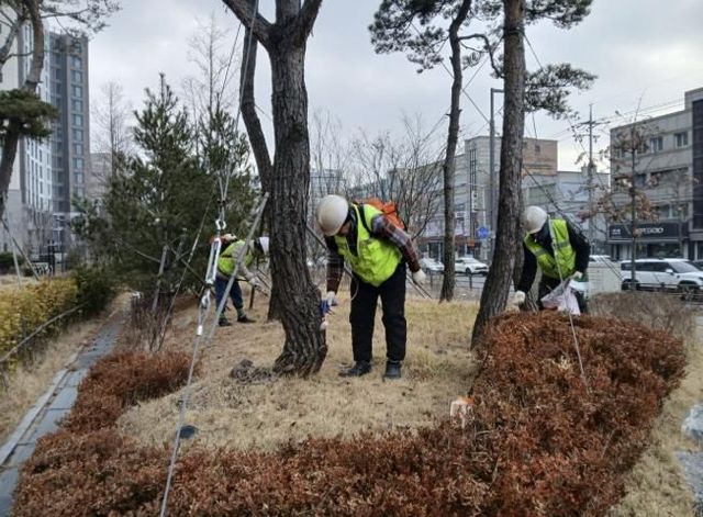 수원시 팔달구, 소나무 재선충병 방제완료