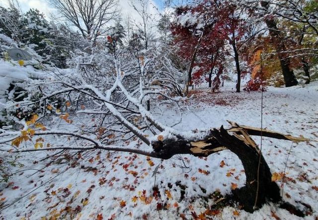 폭설로 나무줄기(수간)가 부러진 신나무