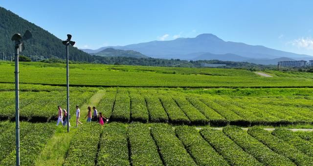 화창한 어느 가을날 제주 녹차밭에서 서귀포연합뉴스 박지호 기자 화창한 날씨를 보인 6일 오전 제주 서귀포시 안덕면 서광리 오설록 녹차밭을 찾은 관광객들이 가을 정취를 만끽하고 있다 202396 jihoparkynacokr2023-09-06 112956 저작권자 ⓒ 1980-2023 ㈜연합뉴스 무단 전재 재배포 금지저작권자 ⓒ 1980-2023 ㈜연합뉴스 무단 전재 재배포 금지