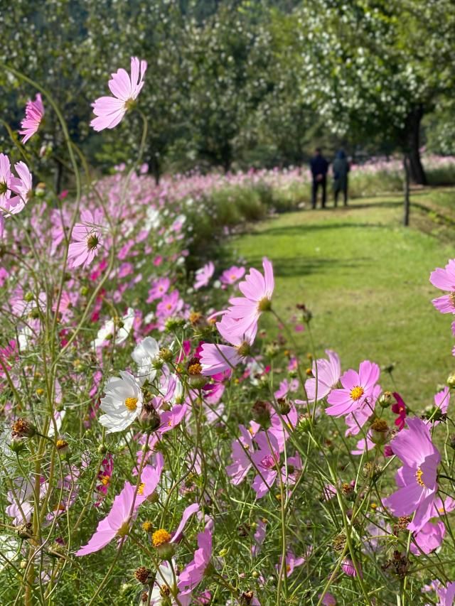가을 코스모스 정취 홍천연합뉴스 박영서 기자 1일 강원 홍천군 서석면에서 열린 제6회 코스모스 축제에서 관람객들이 꽃길을 걸으며 추억을 쌓고 있다 2019년 제5회 축제 이후 약 4년 만에 열린 이번 축제는 오는 2일까지 이어진다 2023101 conanysynacokr2023-10-01 121312 저작권자 ⓒ 1980-2023 ㈜연합뉴스 무단 전재 재배포 금지저작권자 ⓒ 1980-2023 ㈜연합뉴스 무단 전재 재배포 금지