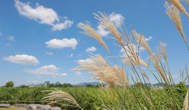 서울 마포 하늘공원에 핀 억새사진유대길 기자 dbeorlf123ajunewscom