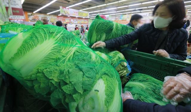 올여름 폭염·폭우 탓에 크게 올랐던 배추 가격이 큰 폭으로 떨어진 17일 오전 서울 시내 한 대형마트에서 시민들이 배추를 구매하고 있다 사진유대길 기자 dbeorlf123ajunewscom