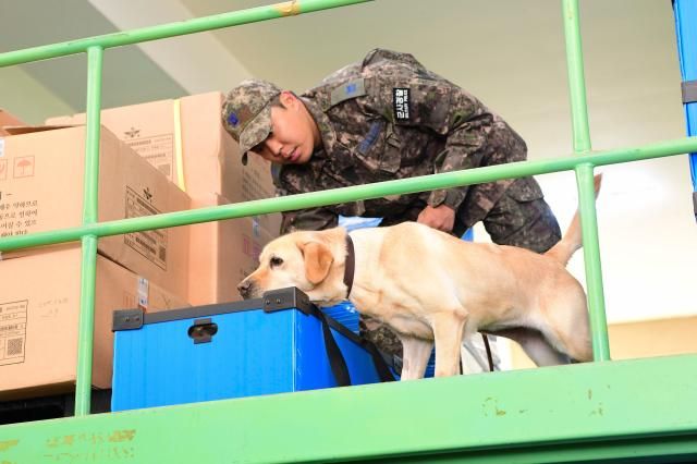 공군은 ‘국내 첫 마약탐지 군견’ 2마리를 양성해 공군제20전투비행단과 교육사령부에 배치했다 사진은 탐지훈련을 하고 있는 제20전투비행단 딘딘4세 리트리버과 군견운용요원핸들러 김성원 중사 사진공군