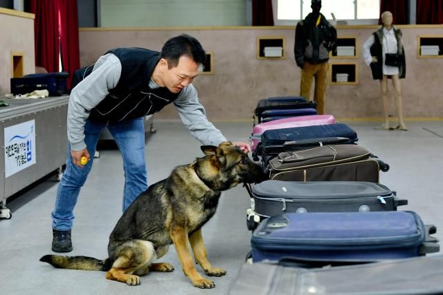 공군은 ‘국내 첫 마약탐지 군견’ 2마리를 양성해 공군제20전투비행단과 교육사령부에 배치했다 사진은 탐지훈련을 하고 있는 교육사령부 탱크1세 셰퍼드와 군견운용요원핸들러 최용일 군무경력관사진공군