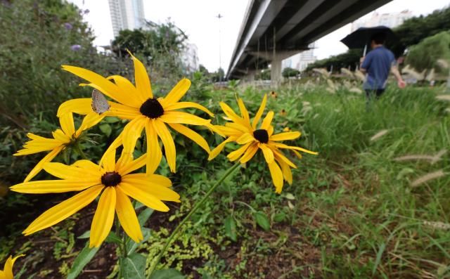 촉촉한 가을비 서울연합뉴스 김인철 기자 15일 서울 묵동 중랑장미공원에 가을비가 내리고 있다 2023915 yatoyaynacokr2023-09-15 135902 저작권자 ⓒ 1980-2023 ㈜연합뉴스 무단 전재 재배포 금지저작권자 ⓒ 1980-2023 ㈜연합뉴스 무단 전재 재배포 금지