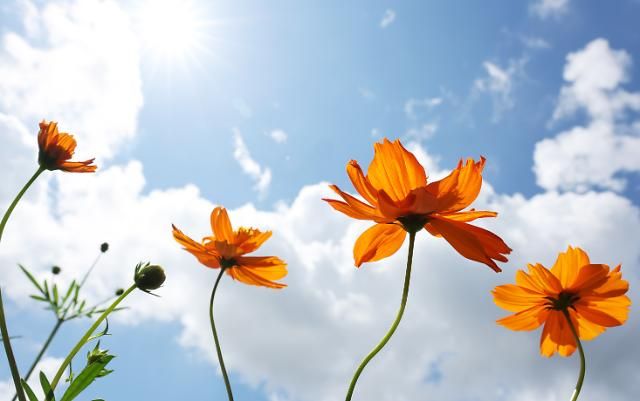 파란 하늘과 뭉게구름 그리고 코스모스 수원연합뉴스 홍기원 기자 25일 경기도 수원시 권선구 탑동시민농장에 황화 코스모스가 활짝 펴있다 2023825 xanaduynacokr2023-08-25 144544 저작권자 ⓒ 1980-2023 ㈜연합뉴스 무단 전재 재배포 금지저작권자 ⓒ 1980-2023 ㈜연합뉴스 무단 전재 재배포 금지