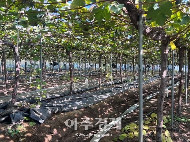 사진원은미 기자