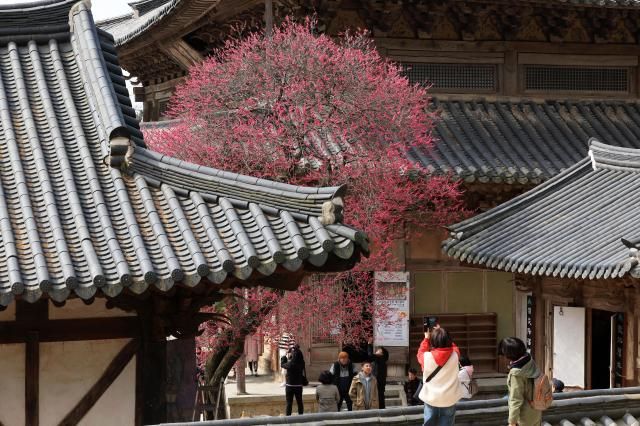 22일 전남 구례 화엄사에서 시민들이 만개한 홍매화를 감상하고 있다 사진연합뉴스