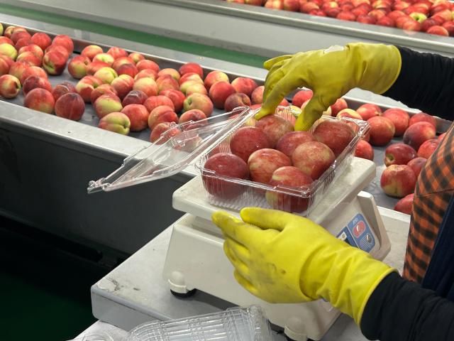 이날 찾은 금호농협 작업장에서 신비복숭아가 수작업으로 포장되고 있다. [사진=김다인 기자]