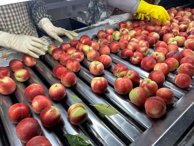 20일 찾은 금호농협 작업장에서 신비복숭아가 수작업으로 1차 선별되고 있다 사진김다인 기자