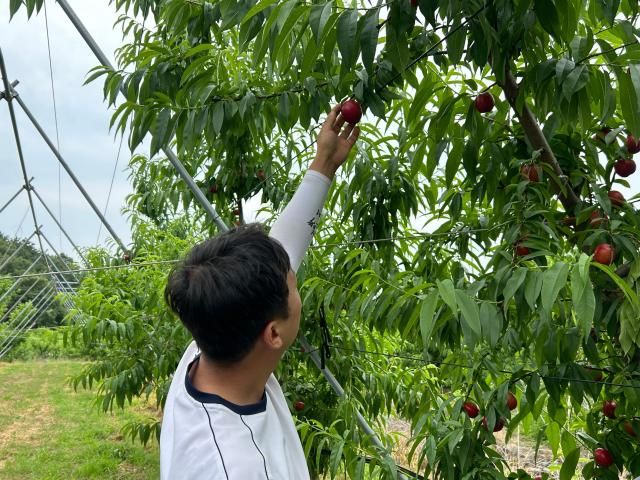 20일 경북 영천의 한 복숭아 농가 농민이 신비복숭아를 수확하고 있다. [사진=김다인 기자]