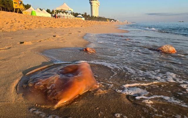 16일 강원 강릉시 경포해수욕장 백사장에 독성 해파리인 노무라입깃해파리가 백사장 곳곳에서 발견되고 있다 국립수산과학원은 노무라입깃해파리의 국내 바다 유입량이 역대 최대를 기록했다고 밝혔다 사진연합뉴스