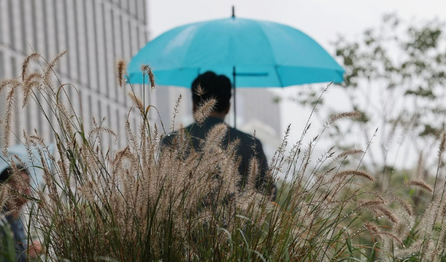 추석 연휴가 끝나고 비가 내린 지난 10일 서울 광화문광장 세종대로 사거리 인근 수크령에 가을비가 맺혀있다 사진연합뉴스