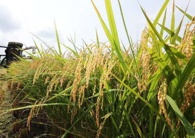벼를 베고 있는 모습 사진연합뉴스