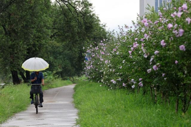 남부지방에 정체전선 영향으로 비가 내린 12일 오전 광주 서구 양동에서 한 시민이 무궁화가 핀 산책로를 지나고 있다 사진연합뉴스