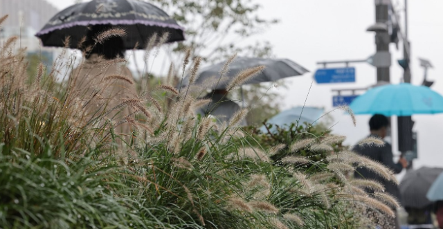 지난 10일 서울 광화문광장 세종대로 사거리 인근 수크령에 가을비가 맺혀있다. [사진=연합뉴스]