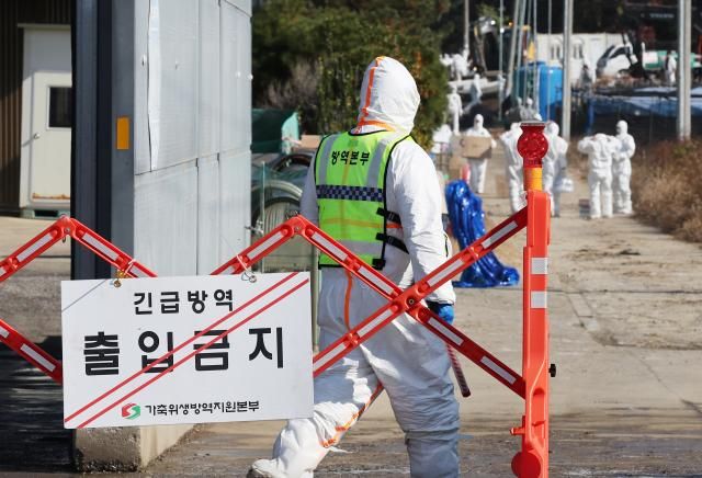 지난 16일 고병원성 조류인플루엔자 항원이 확인된 경기도 화성시 한 산란계 농장 출입이 통제되고 있다 