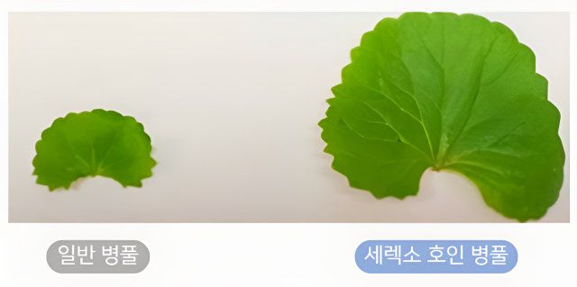 사진에이바이오머티리얼즈