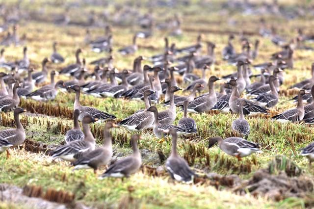 10월 13일 천수만 일원에서 관찰된 기러기류 등 겨울철새들 사진서산시