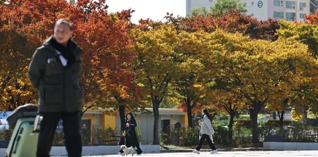 오후 늦게부터 전국 곳곳에 한파주의보 발효가 예고된 2일 서울 영등포구 여의도한강공원에 단풍이 물들어 있다사진연합뉴스
