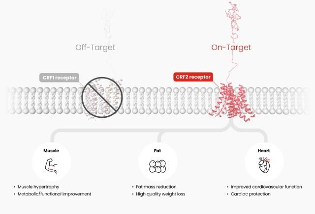 한미약품이 세계 최초로 근육 증가를 실현하는 신개념 비만 신약 HM17321의 작용 기전사진한미약품