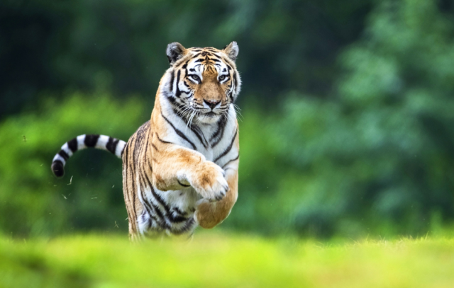 국내 최고령 백두산 호랑이 한청 사진한국수목원정원관리원 제공 