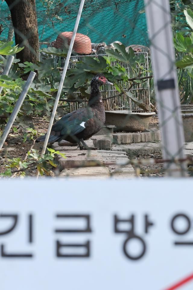지난 22일 조류인플루엔자AI가 발생한 광주 남구 한 기러기 농장의 모습 사진연합뉴스