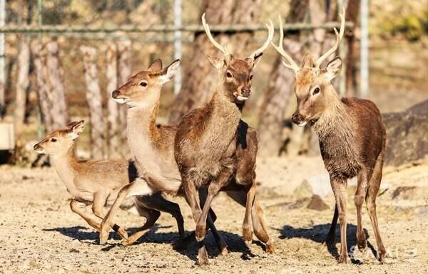 서울 노원구 육군사관학교에서 서식 중인 사슴 사진육사신보 갈무리