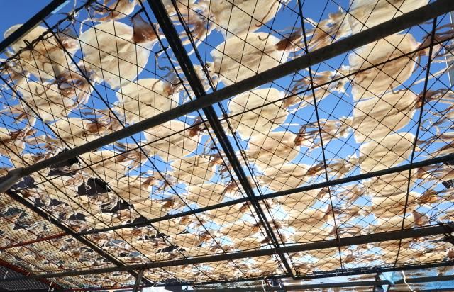 포근한 날씨엔 생선 건조 부산연합뉴스 강선배 기자 포근한 날씨를 보인 9일 부산 기장군 대변어촌계 수산물직매장 앞 공터에서 어민이 해풍 속에 오징어 등 생선을 말리고 있다 2025129 sbkangynacokr2025-12-09 113628 저작권자 ⓒ ㈜연합뉴스 무단 전재 재배포 금지 AI 학습 및 활용 금지저작권자 ⓒ ㈜연합뉴스 무단 전재 재배포 금지 AI 학습 및 활용 금지