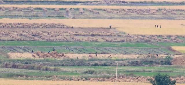 10월 14일 인천 강화군 강화평화전망대에서 바라본 북한 황해도 개풍군 들녘에서 북한 주민들이 추수 작업을 하고 있다사진연합뉴스