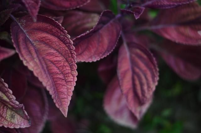 사진코스맥스바이오