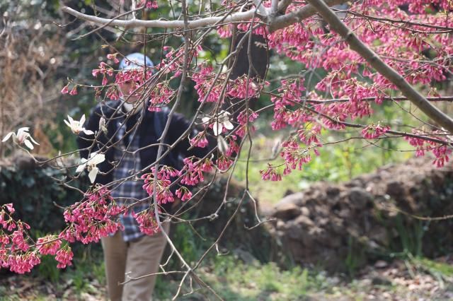 화창한 봄 날씨를 보인 9일 제주 서귀포시 이중섭거리 산책로에 봄꽃이 화사하게 피어 있다 사진연합뉴스