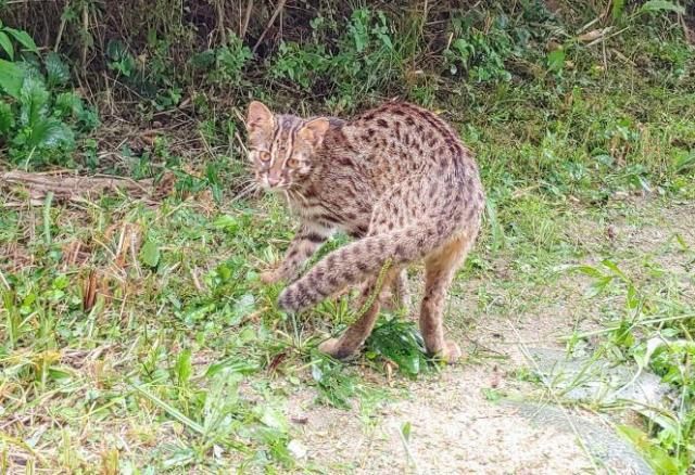한강생태공원에서 발견된 삵 사진서울시
