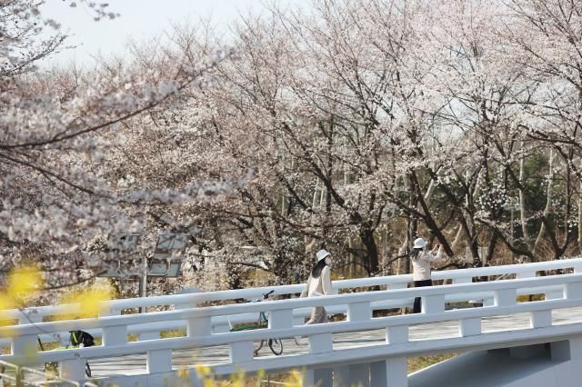 지난 7일 서울 서초구 매헌시민의숲에서 시민들이 벚꽃을 즐기고 있다 사진연합뉴스