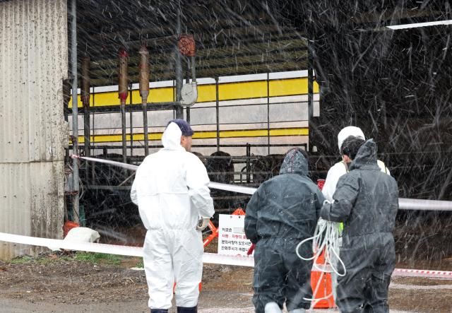 3월 18일 구제역이 발생한 전남 영암군 한 한우농장 앞에서 방역당국 관계자들이 분주하게 움직이고 있다사진연합뉴스
