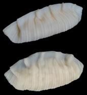 미국 특허청에 등록된 비비고 만두 모양 디자인 특허 사진CJ제일제당