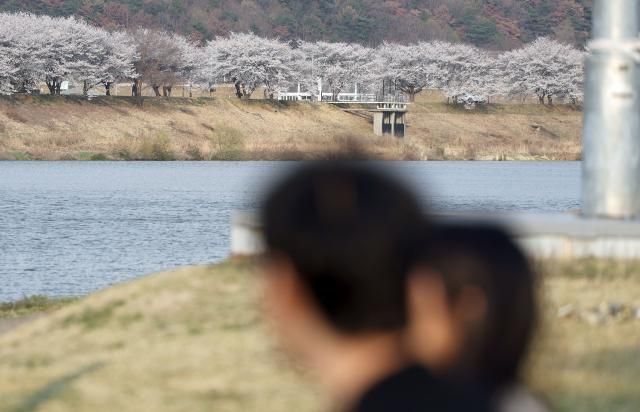 2일 경남 밀양시 밀양 강변 주변에 벚꽃이 펴 눈길을 끌고 있다연합뉴스