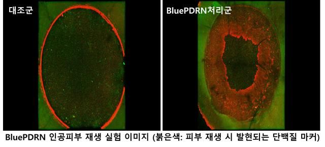 미세조류 PDRN 효능 연구 발표 내용 사진아모레퍼시픽
