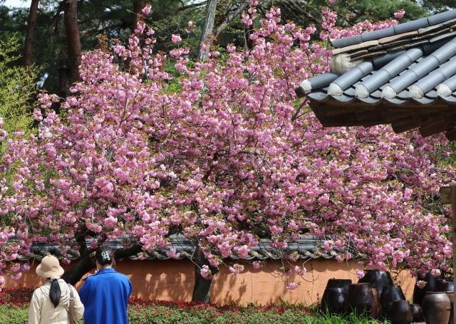 봄이 한창인 24일 강원 강릉시 초당동의 한 고택에 분홍빛 겹벚꽃이 활짝 펴 관광객의 눈길을 사로잡고 있다 사진연합뉴스 